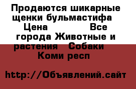 Продаются шикарные щенки бульмастифа › Цена ­ 45 000 - Все города Животные и растения » Собаки   . Коми респ.